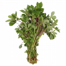 Saghetti



 Per Bunch