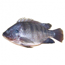 Whole Tilapia Fish &ndash; Per Kg