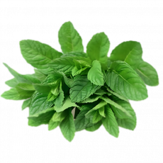 Fresh Mint &ndash; Pack