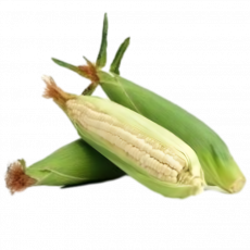 Green Maize Corn Per Pc